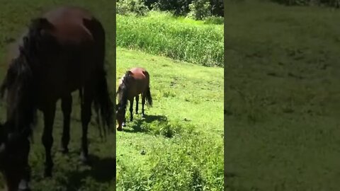 Stunning brumby pony