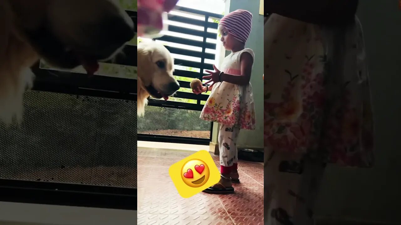 😍 #goldenretriever #ytshorts #shorts