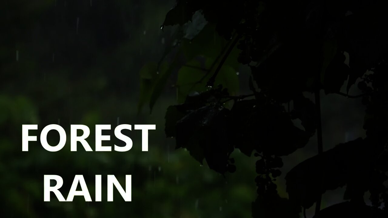 Forrest Rain | Great background sound for sleep and relaxation