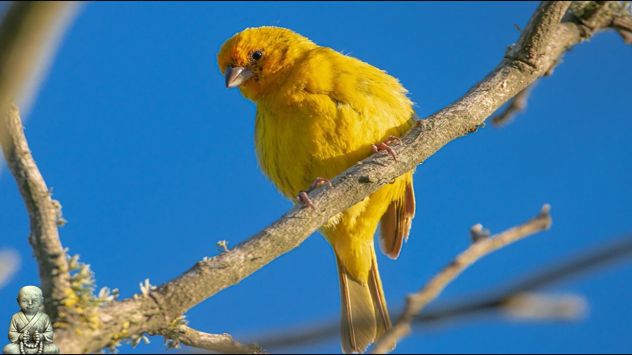 birdsong + relaxing music to calm the nerves