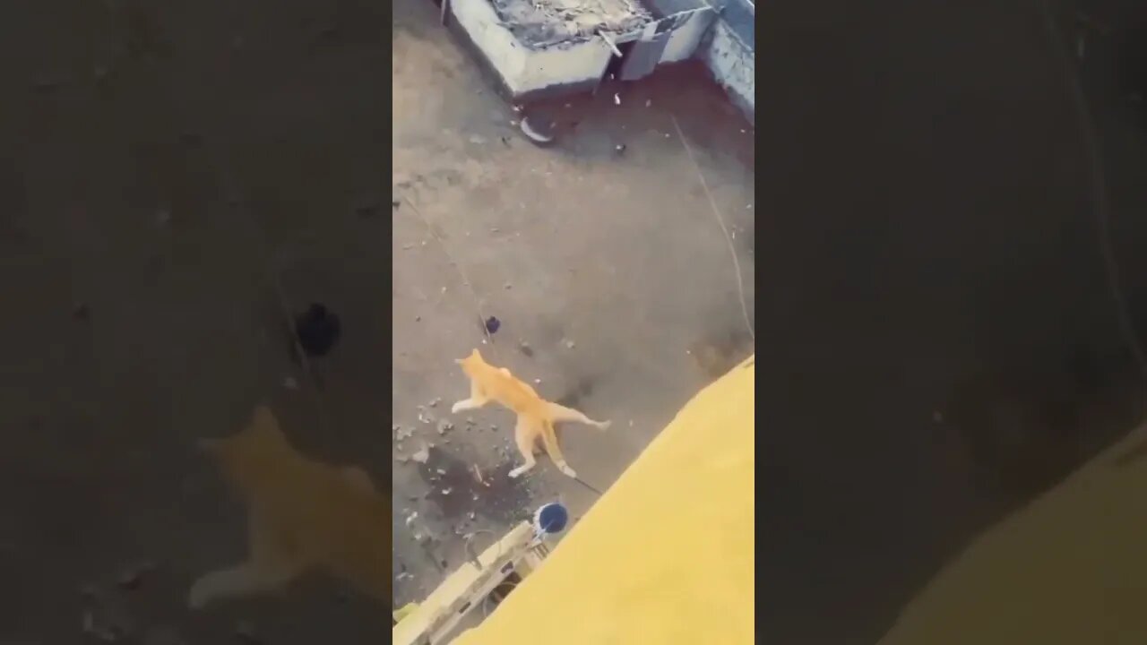 I never knew a cat 🐈 could do this.🤔 #music #gym #india #tiktok #instagram #ootd #comedy #bgmi