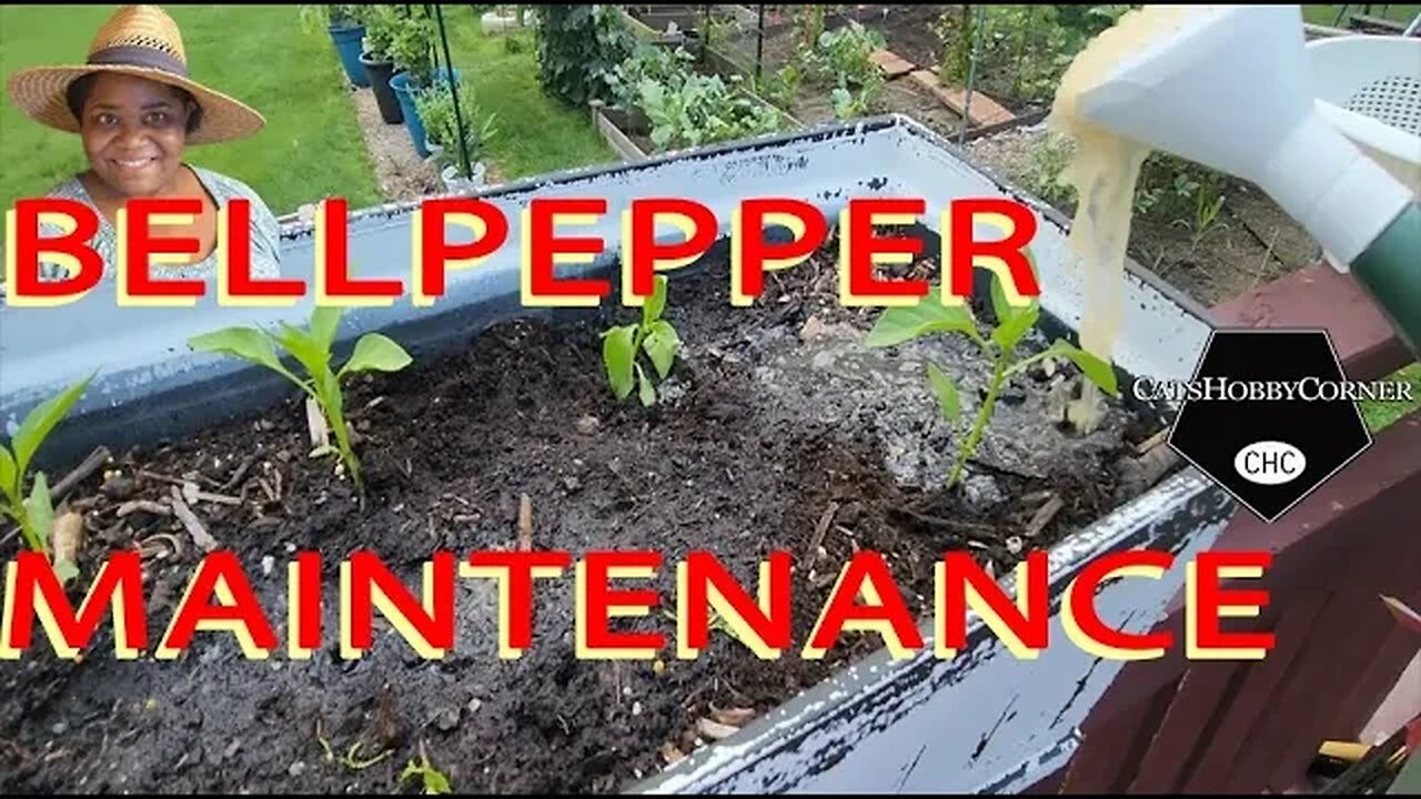 #bellpepper #maintenance #alaska #fertilizer #rainwater - #catshobbycorner