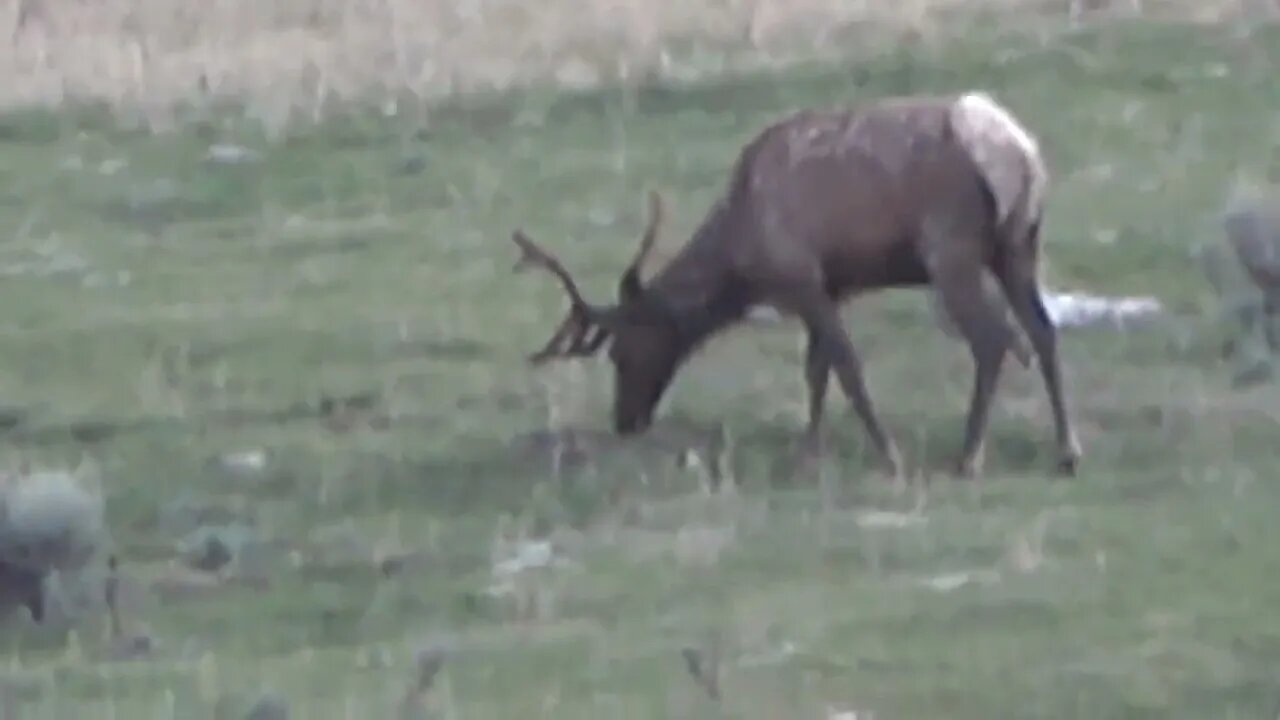 A little more bull elk velvet!