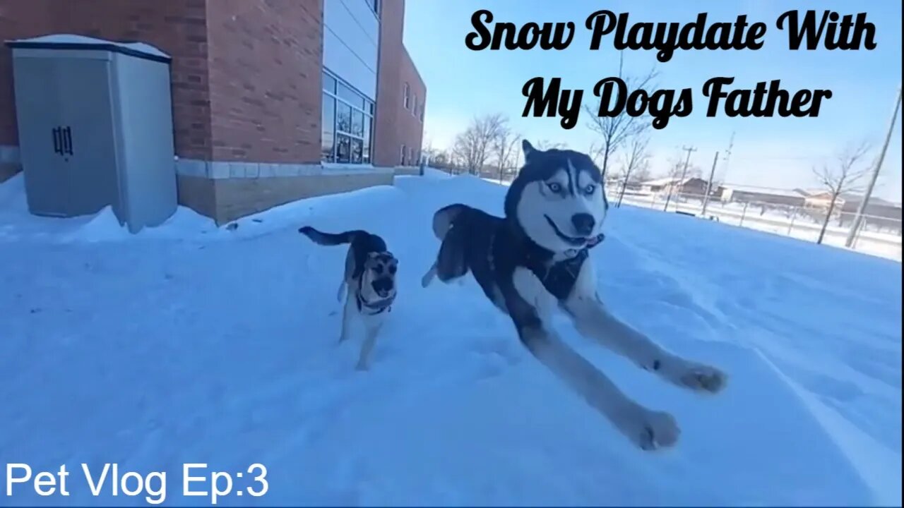 Snow Dog Vlog: Siberian Husky And Shepsky Playdate