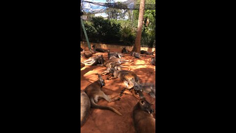 kangaroos