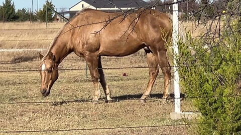 Mineral Block vs Salt For Horses - Why Have Both? - Horse Using Their Nose To Find Food