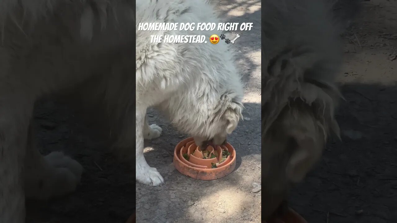 #greatpyrenees #homemadedogfood #livestockguardiandog #bestfood #homesteading #wildernessliving