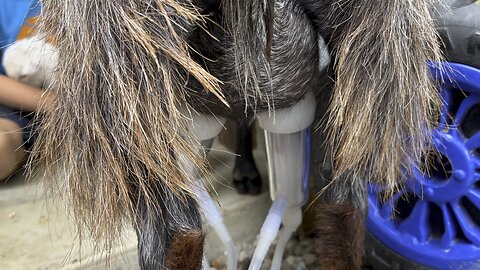 Got Milk 🥛 Chamberlin Family Farms #goats #milking #farming #homesteading