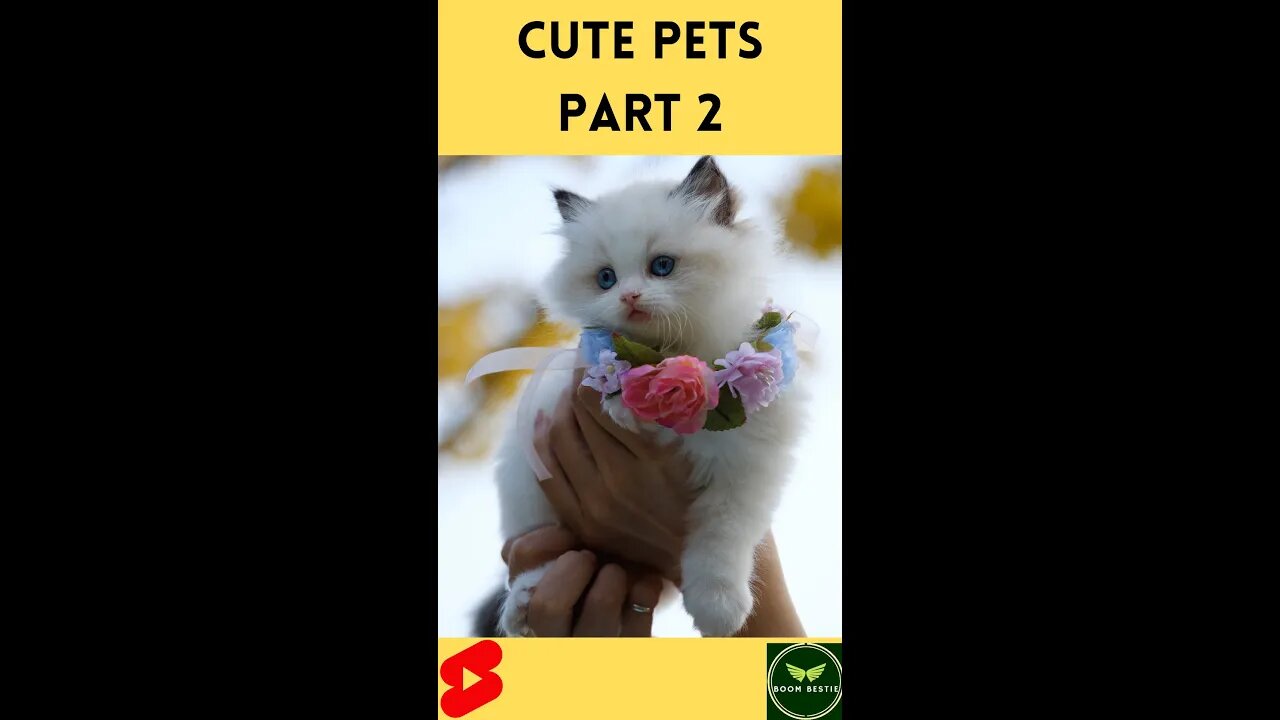 cute pets part II | Boom Bestie | #shorts #youtubeshorts #treanding #shorts_viral