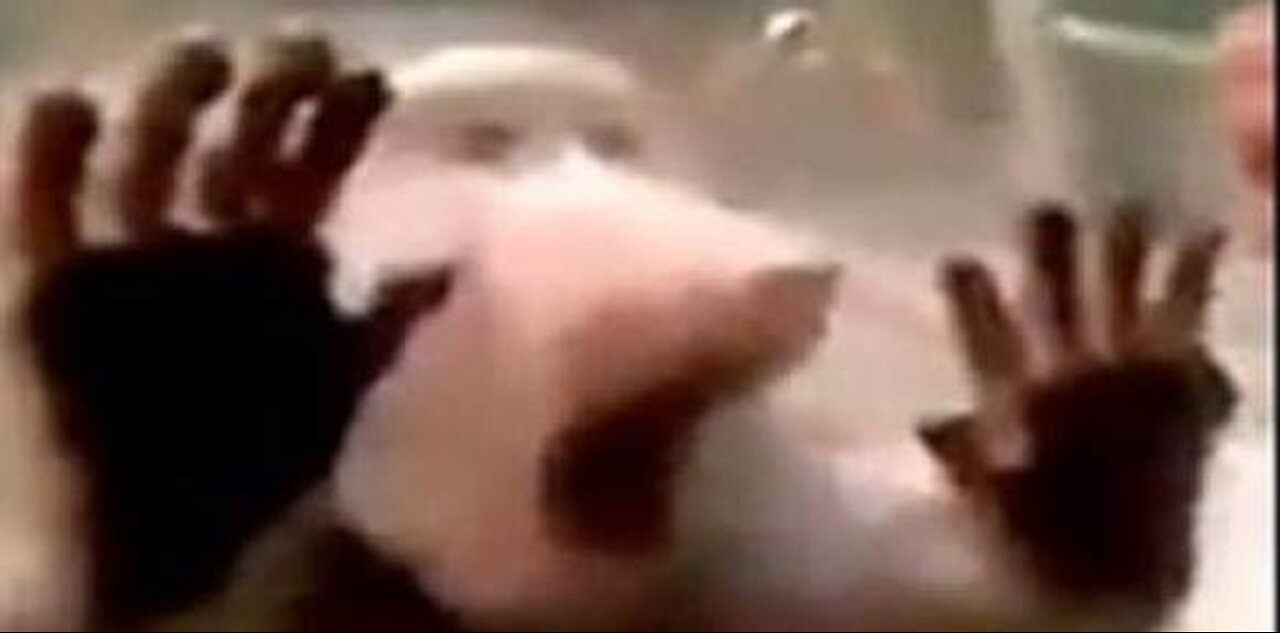 Funny monkey 2