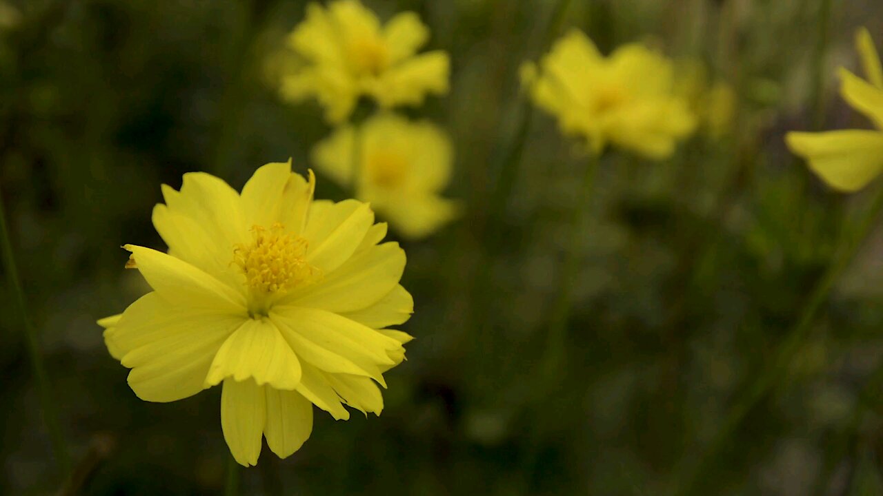 "Cosmos sulphureus: Radiant Yellow Blooms and Vibrant Garden Color"