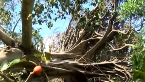 Iconic tree uprooted by storm
