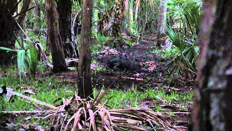 Best Florida Hog Hunt Ever Filmed