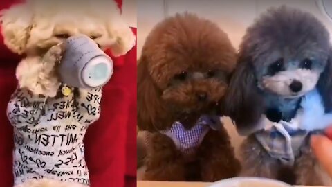 Aww Cute Pets And Funny Animals/Mask and Corona