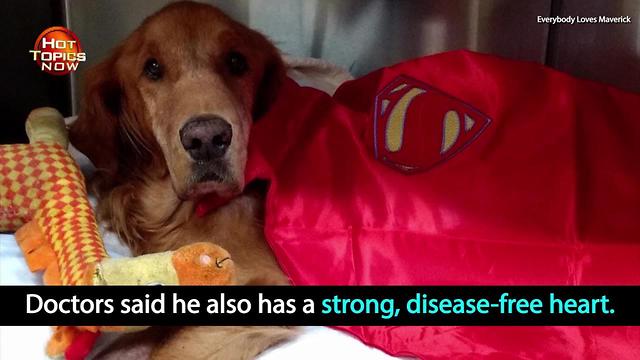 Dog who went viral for wagon ride makes strides against cancer