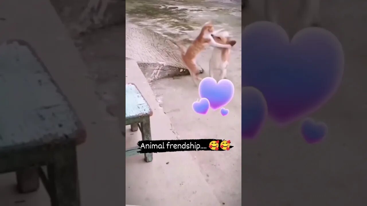 Wait for it 🥰 #shorts #youtubeshorts #saintpee #viral #shortsfeed #cat #dog #pet