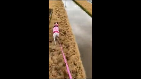 Princess avoid puddles on walk