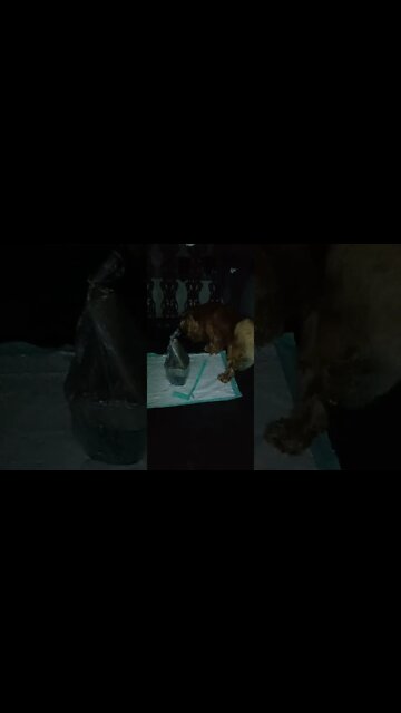 worldpet, children, dog world, animals world, dog, doglove, dog life, animals, nature, flowers, kids, news, tv, intertainment