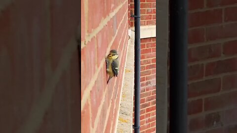 Blue Tit Chick 🐣 Flies At Me!🤯 😍