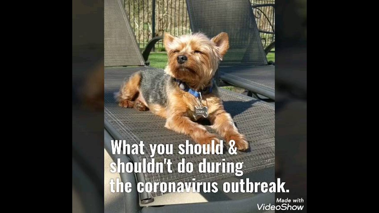 How to avoid the coronavirus: Dogs edition