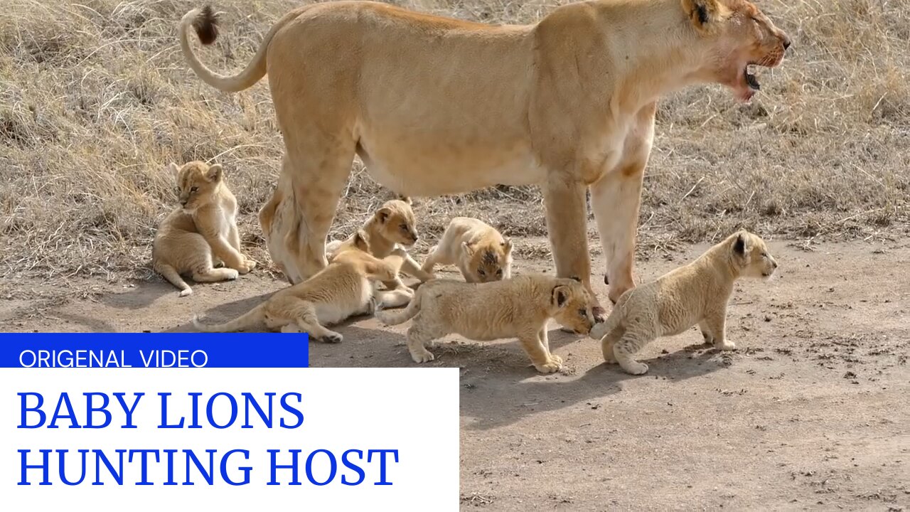 BABY LIONS HUNTING HOST WITH MOTHER LIONES.