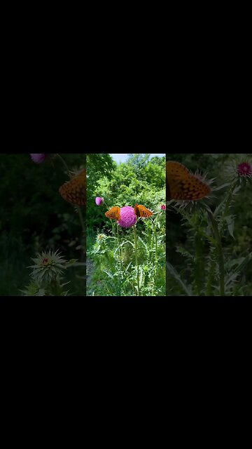 Monarch Butterfly on Thistle #homestead #butterfly #monarchbutterfly #farmlife