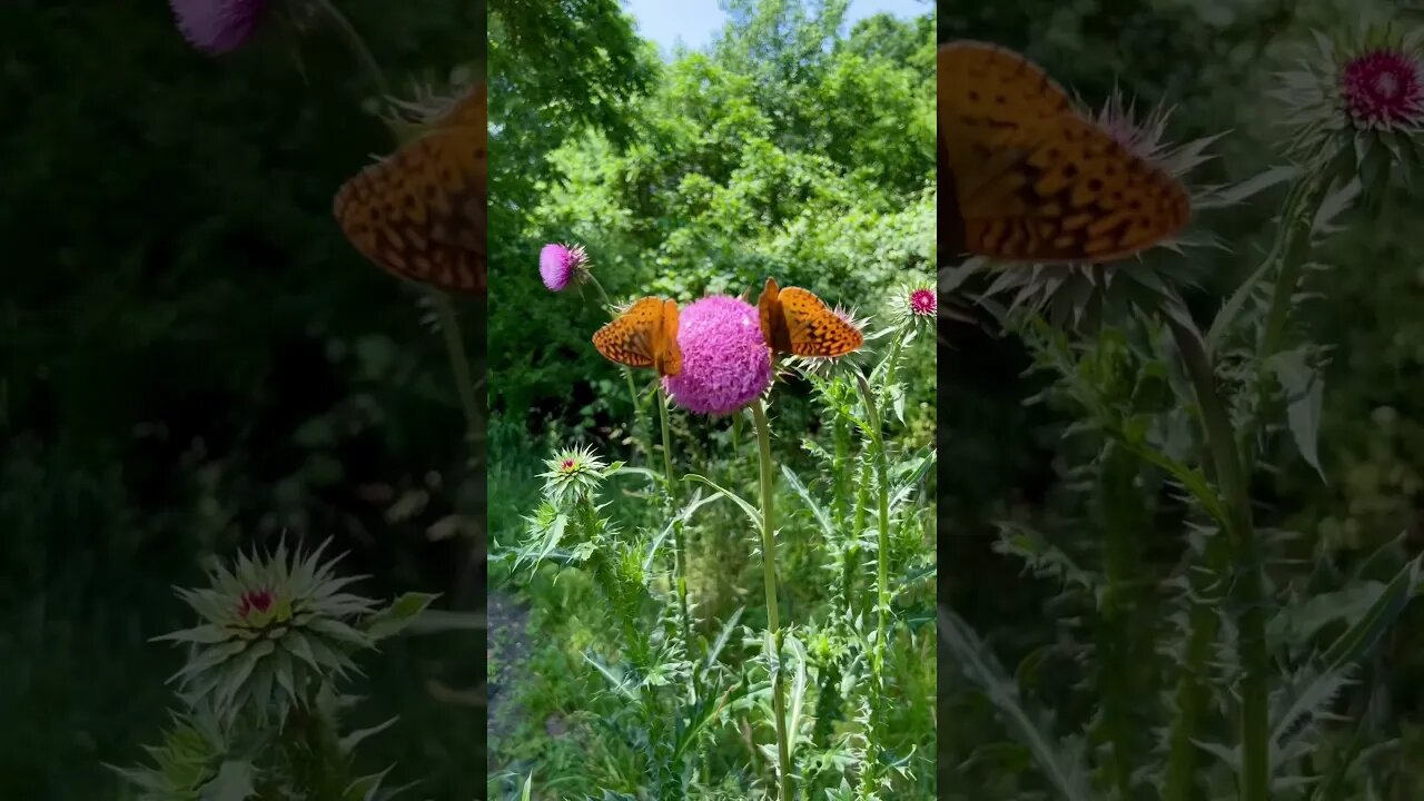 Monarch Butterfly on Thistle #homestead #butterfly #monarchbutterfly #farmlife