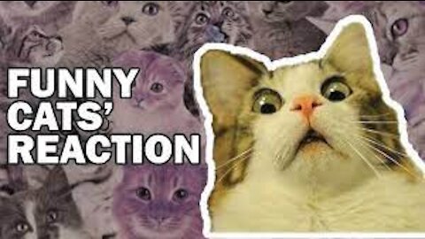 Cute Pets And Funny Animals Compilation #2 -series