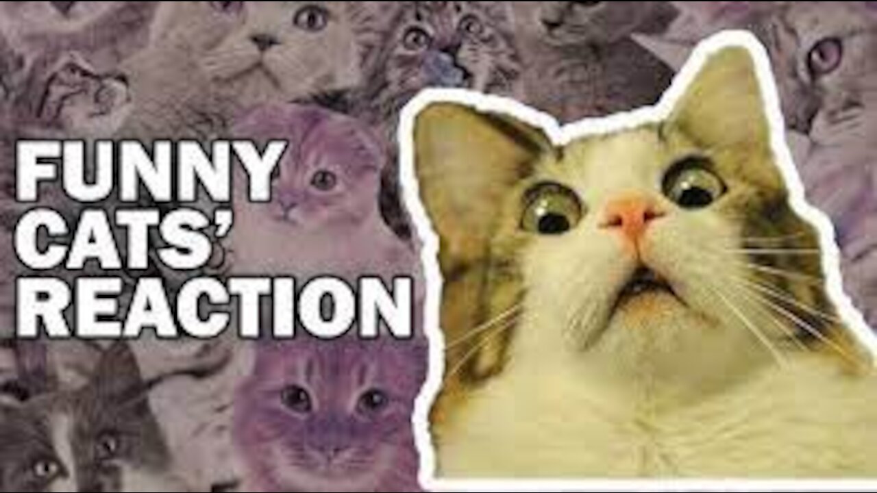 Cute Pets And Funny Animals Compilation #2 -series