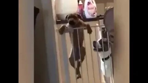 I help..🐾😅
