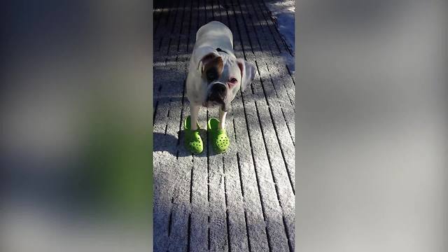 Adorable Boxer Dog Loves His Green Crocs