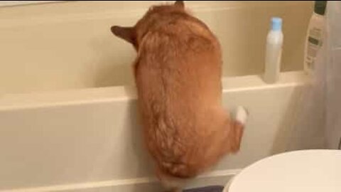 Corgi too short to climb into bathtub