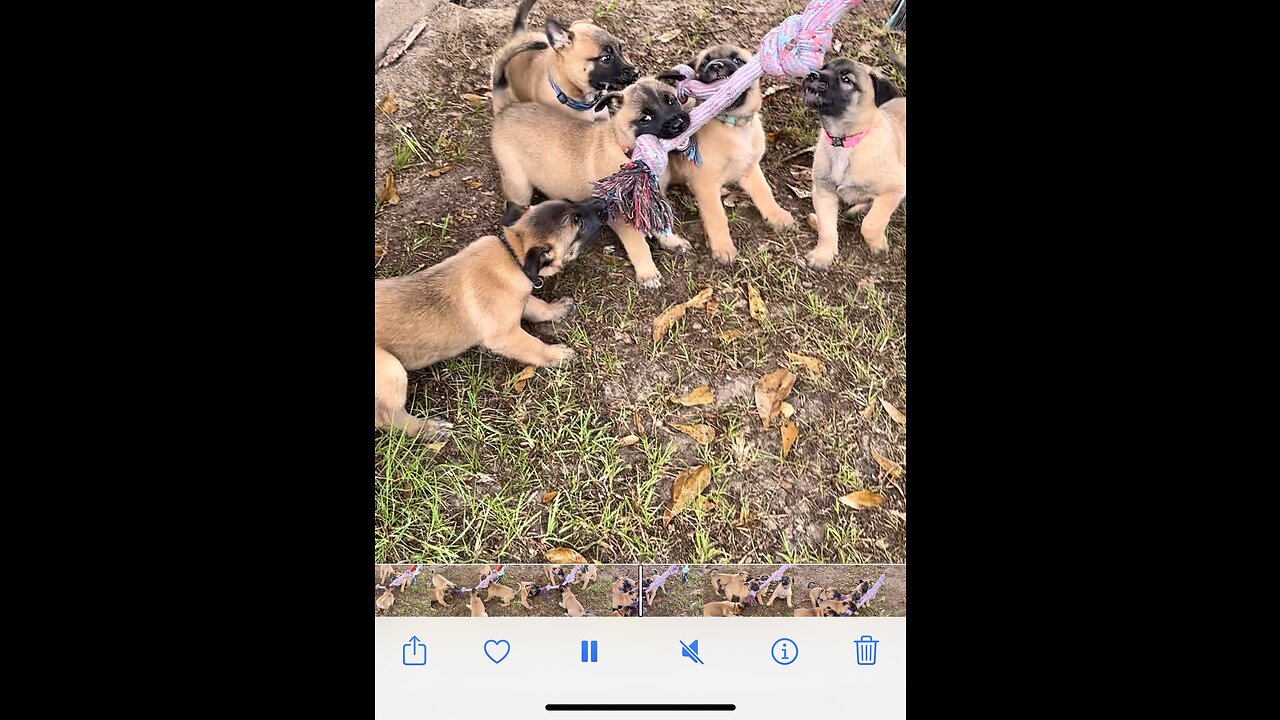 Five week old Belgian Malinois puppies playing tug-a-war