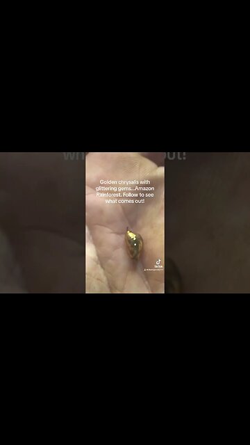 Metamorphosis, Gold and Glittering Gems #shorts #metamorphosis #rainforest