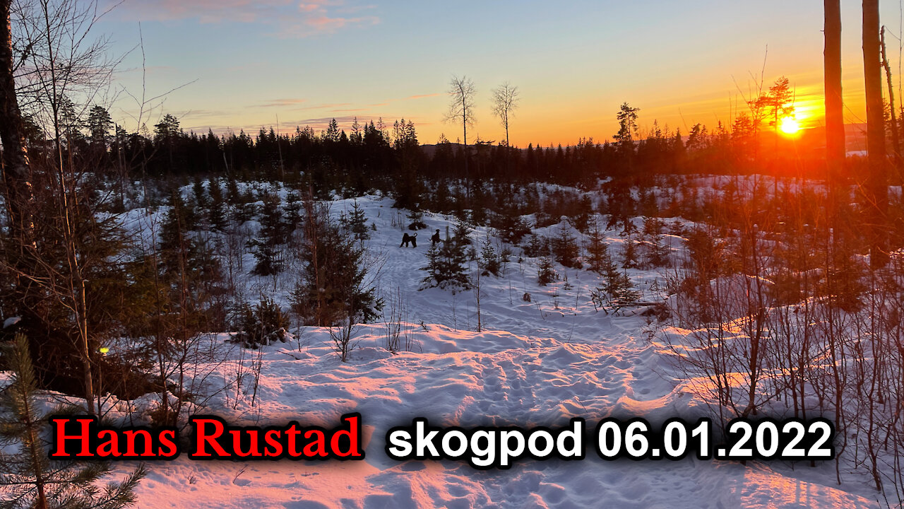 Skogpod 6. januar, 2022: Krig er fred