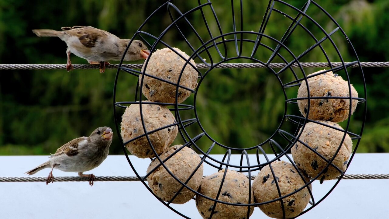 bird videos nice full HD eating the feed