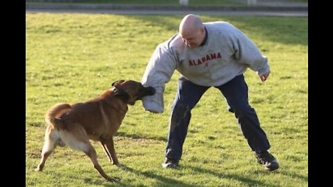 Teaching dog's to guard people and objects🔥🔥🔥