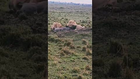 Two young lion bite a warthog mouth