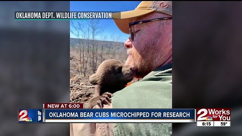 Oklahoma bear cubs microchipped for research