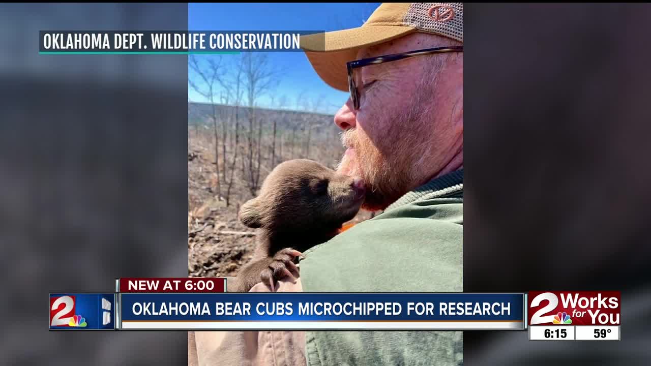 Oklahoma bear cubs microchipped for research