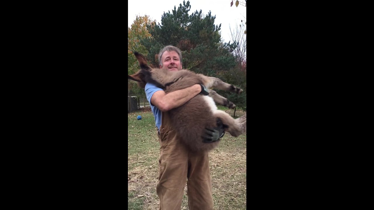 Watch This Man Preciously Cuddles A Foal In His Arms!