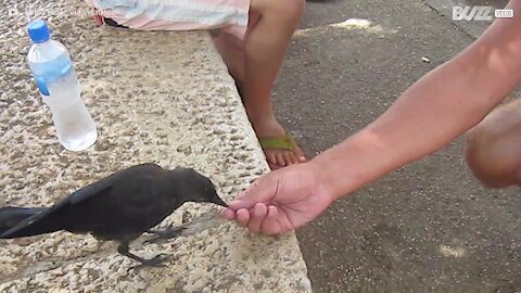 Une pauvre corneille assoiffée réclame de l'eau