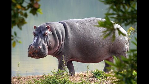 hippo