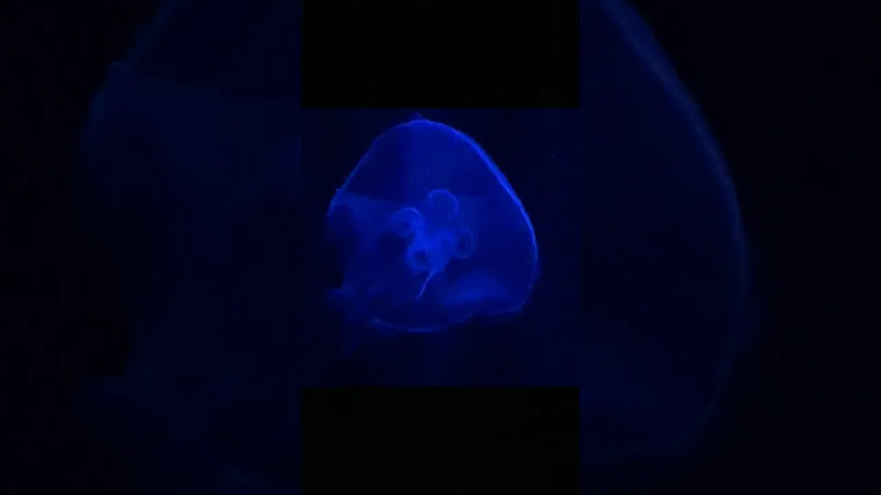 Dallas World Aquarium Jellyfish