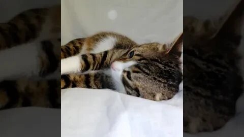 A Sleepy Green Eyed Cat #shorts