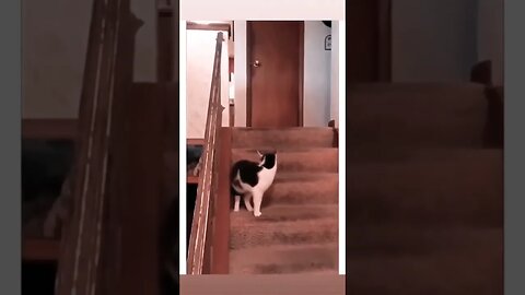 Funny Slap: Caught My Cat Slapping My Dog! #Nashvi #funny #dog #cat