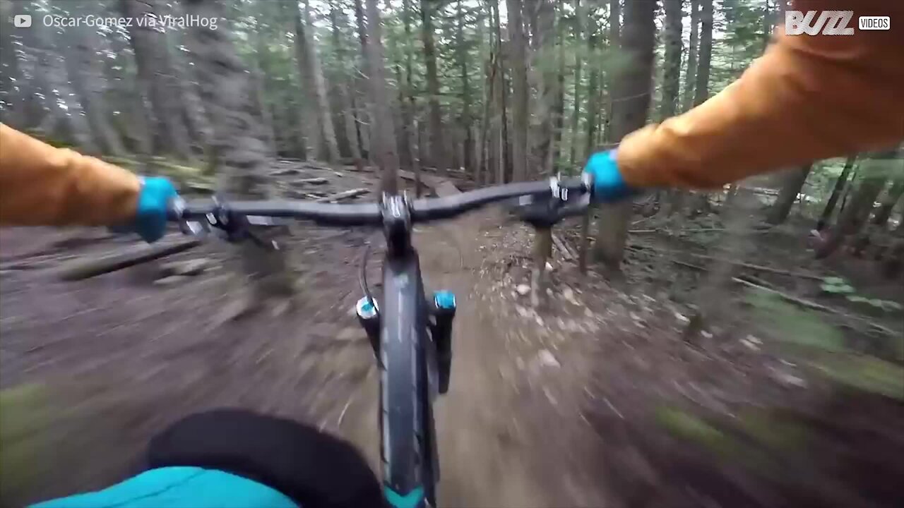 Ciclista e l'incontro inaspettato con l'orso