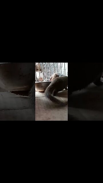 Rescued Orphan Mangoose #shorts #youtubeshorts