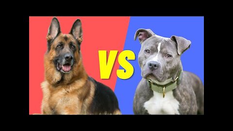 German Shepherd Attacks Pitbull[[must watch]]