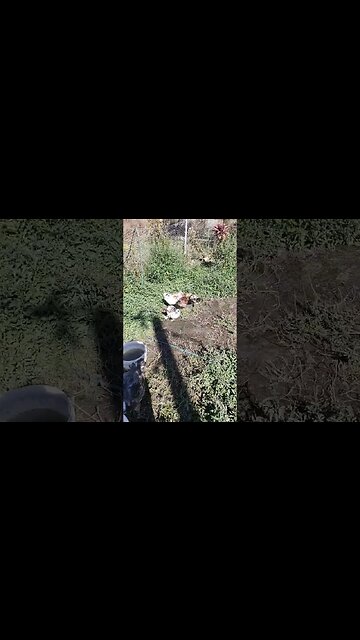 Good Morning little roosters and Duck